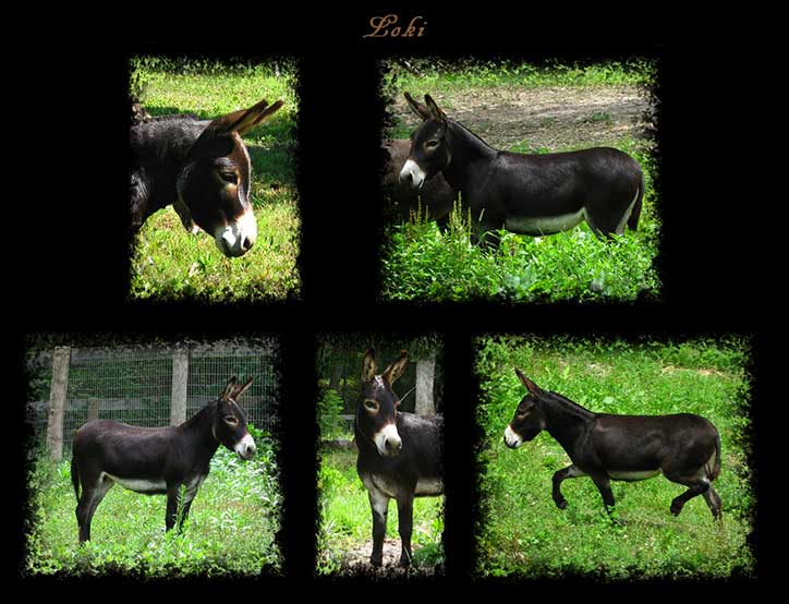 Critter Haven Farm Miniature Donkeys